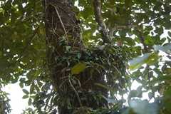 Aeschynanthus perrottetii